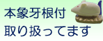本象牙 根付取り扱っています